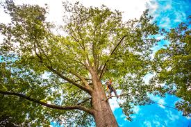 How Our Tree Care Process Works  in  Holiday City Berkeley, NJ